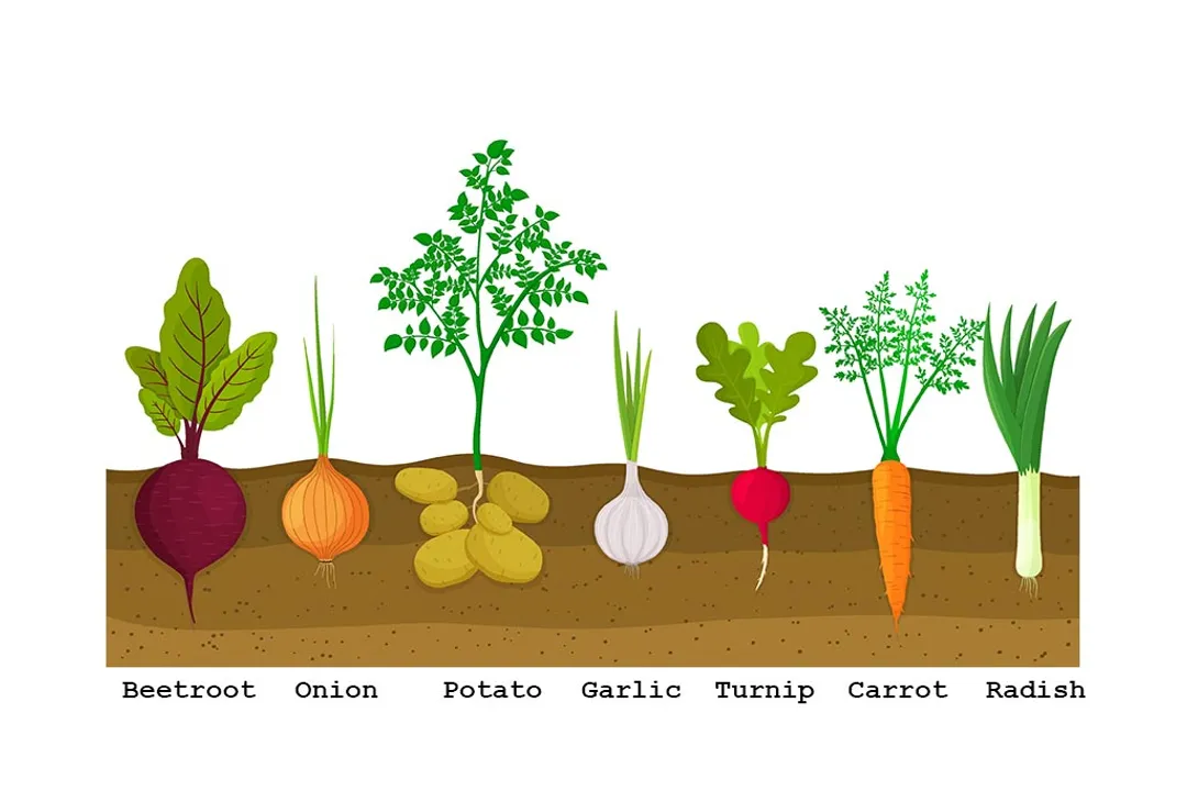 What are five root vegetables?, Defining Roots