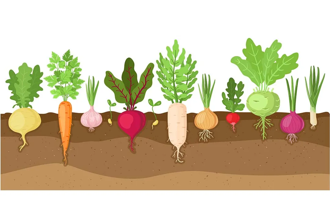What are five root vegetables?, Beet