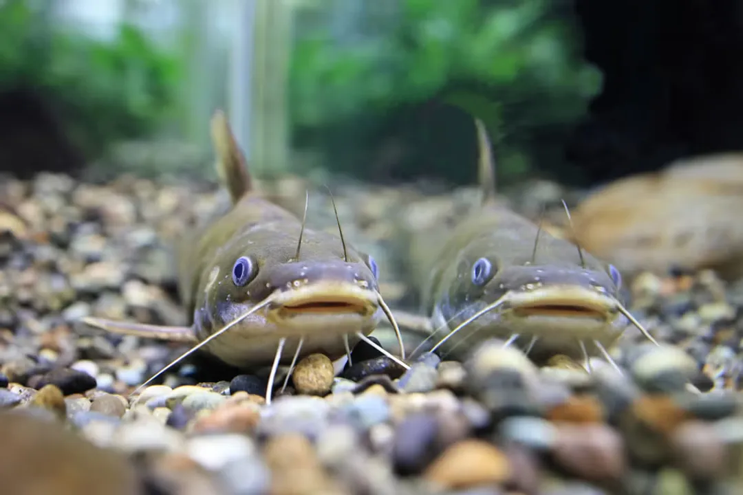 What are the cons of eating cod fish?, Parasite Risk Raw Consumption