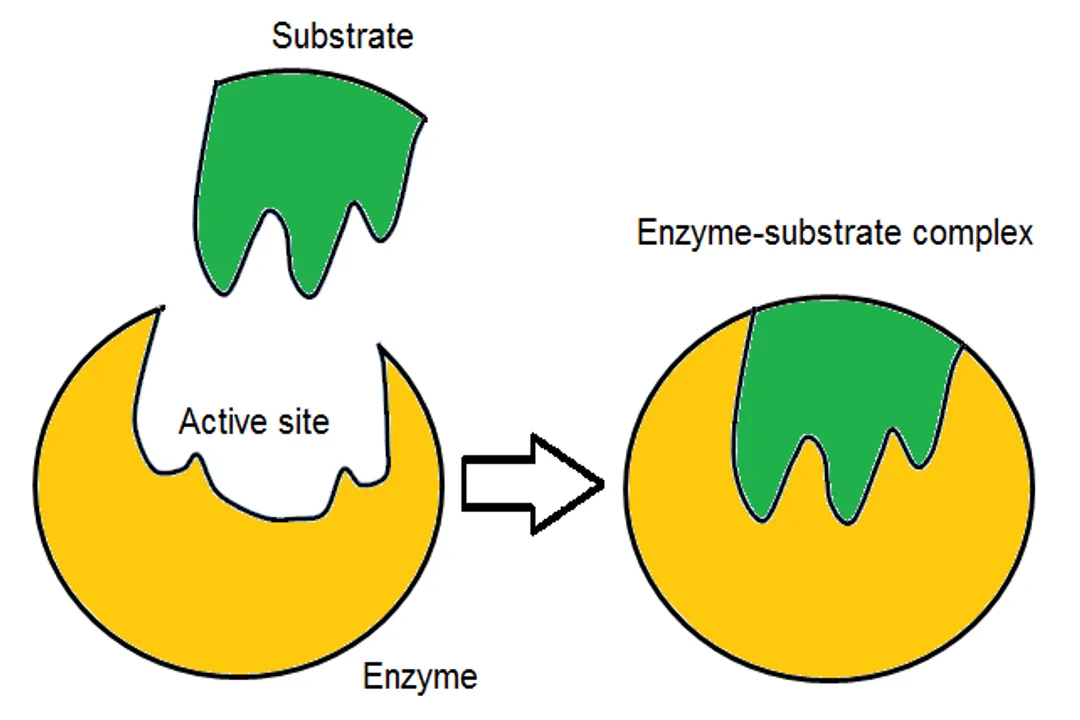 What can be a substrate?