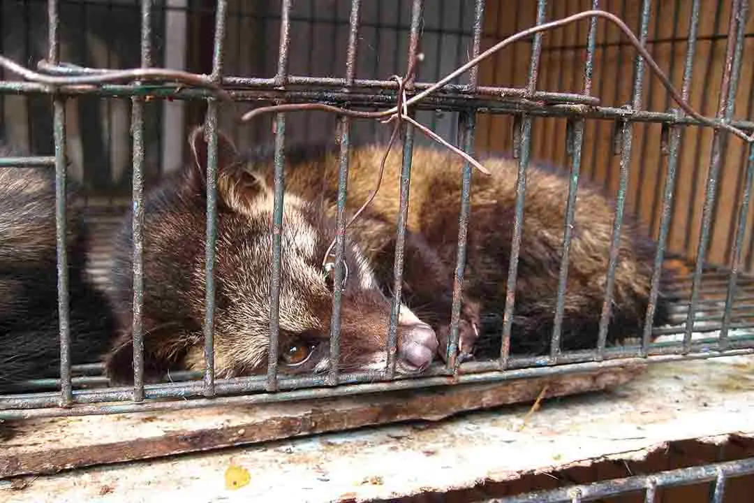 What does civet taste like?, Flavor Profiles