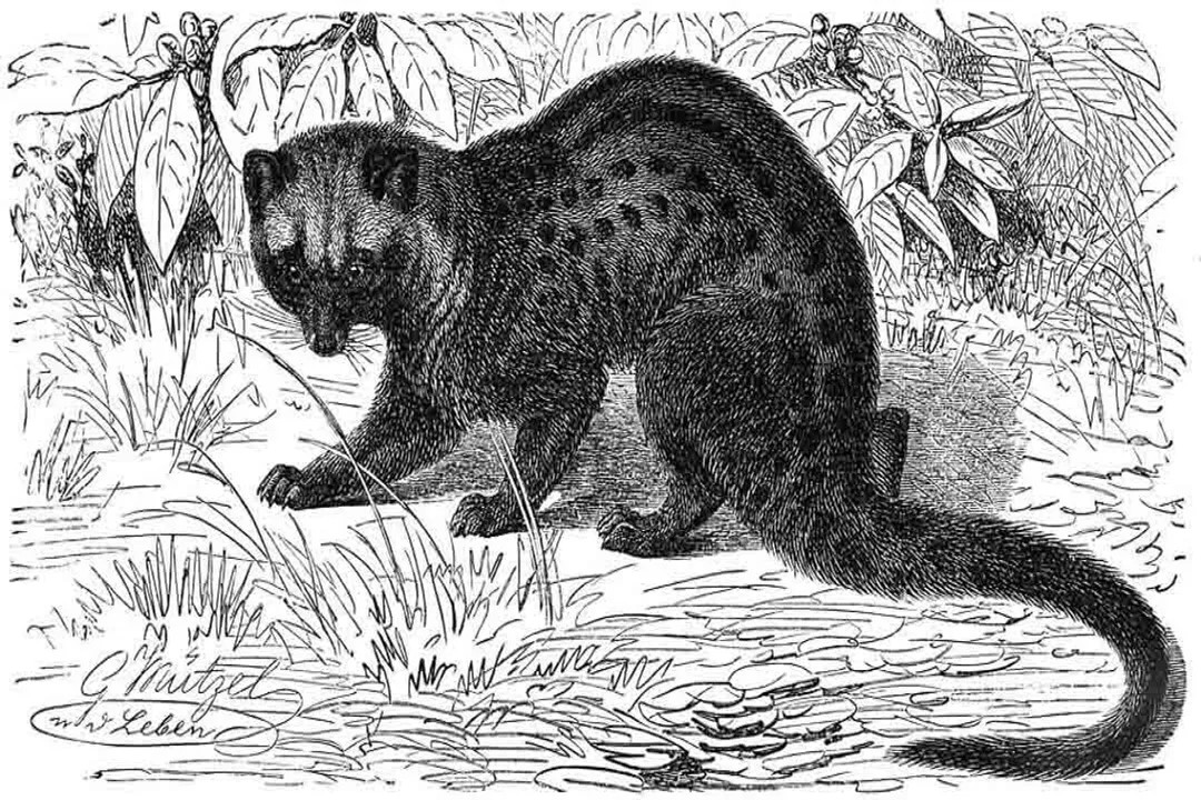 What does civet taste like?, Consumer Subjectivity