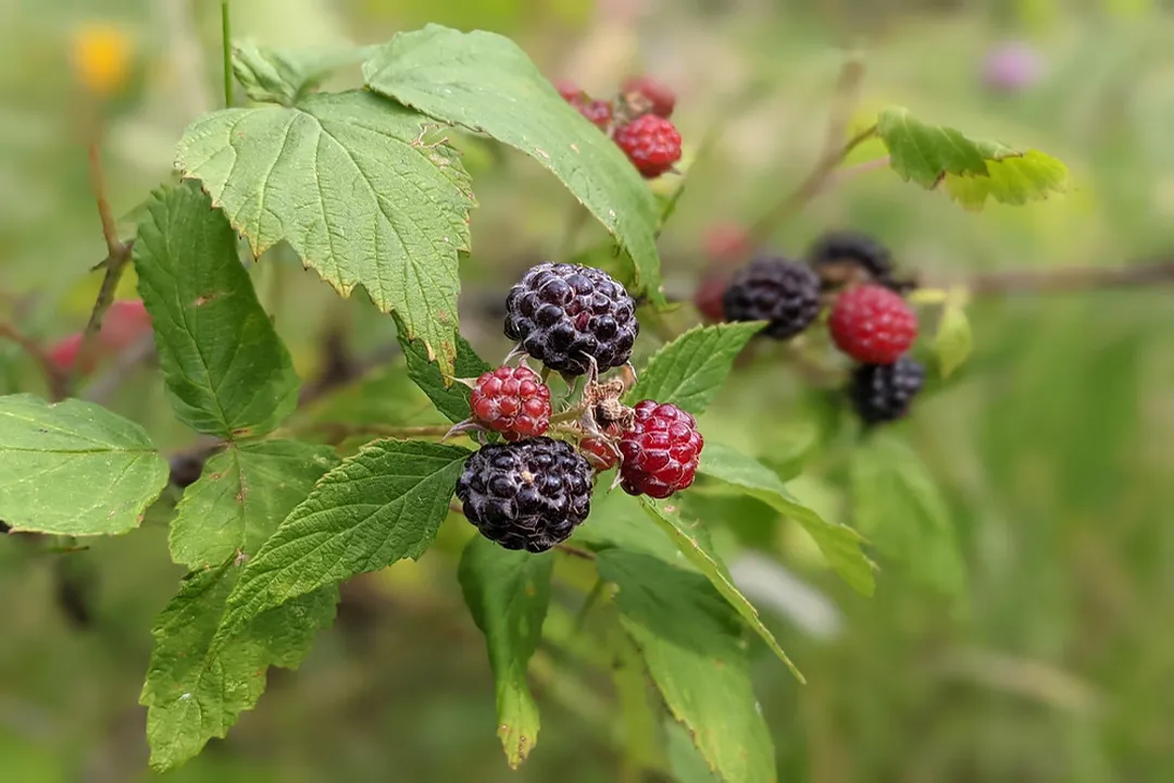 What does it mean to go forage?, Word Scope