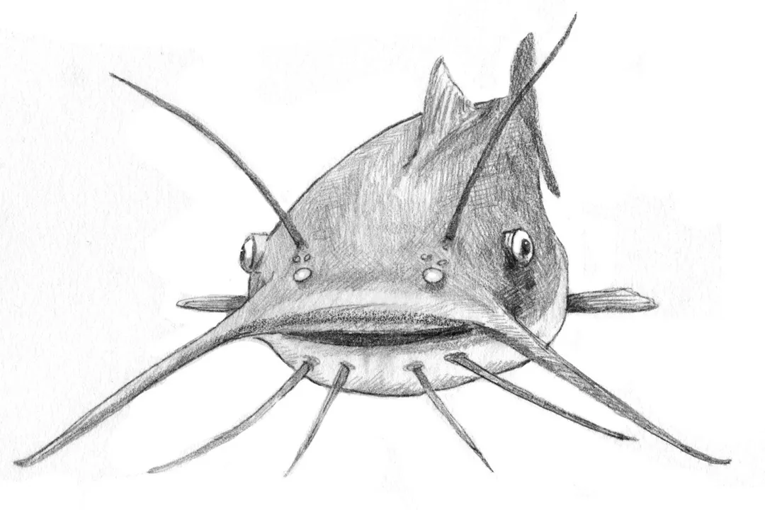What does pout taste like?, Freshwater Identity