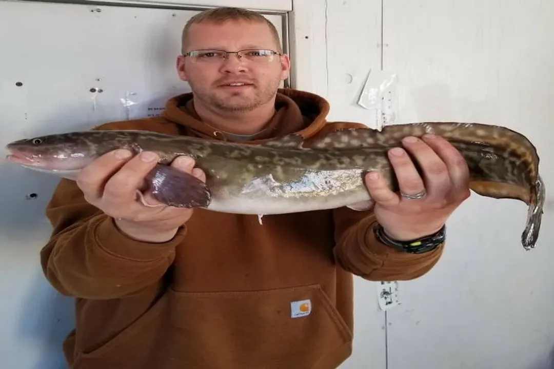 What does pout taste like?, Marine Flavor Profile