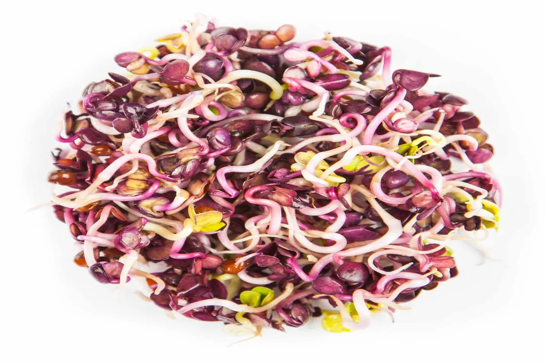 What exactly is a sprout?, The Act