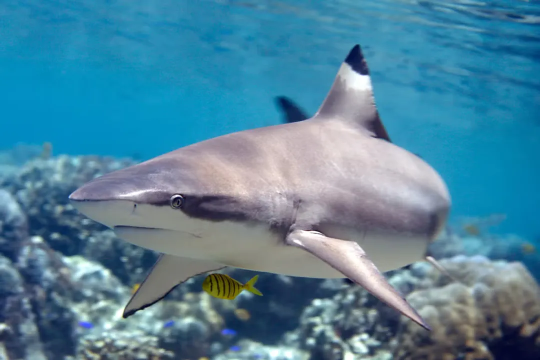 What fish skin is not edible?, Texture Over Toxin