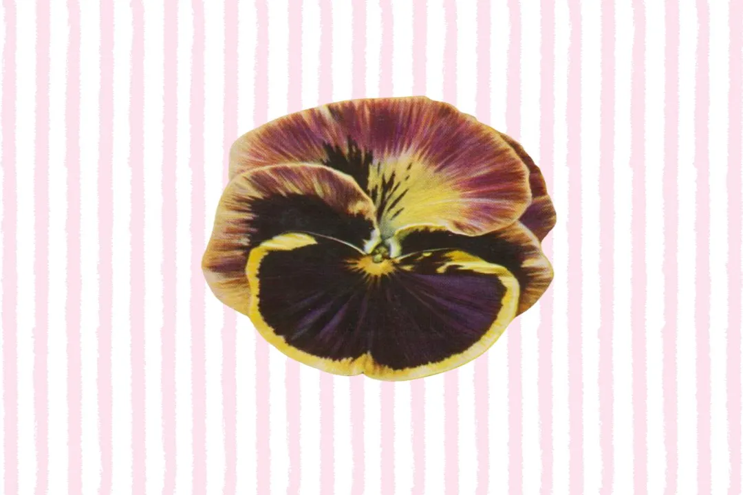 What is a list of edible flowers?