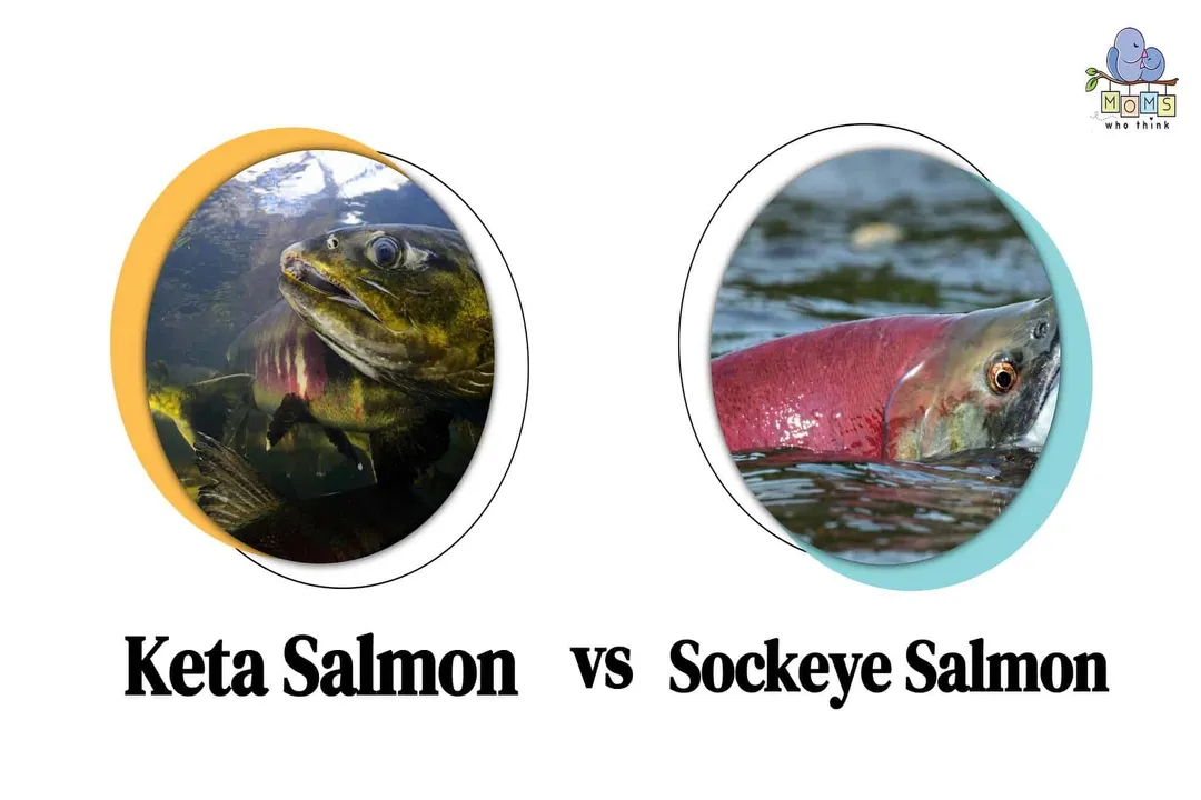 What is better, keta or sockeye?, Oil Content