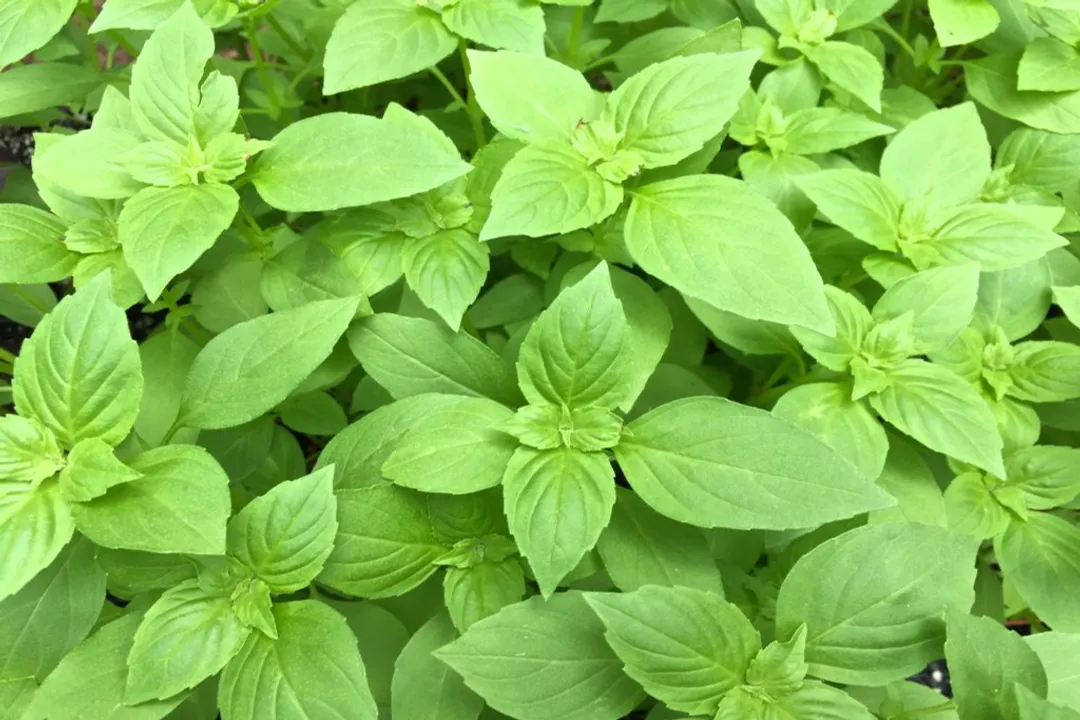 What is Indonesian basil?, Distinctive Taste