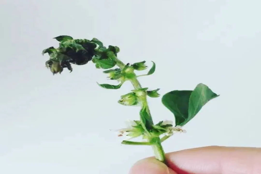 What is Indonesian basil?, Botanical Name