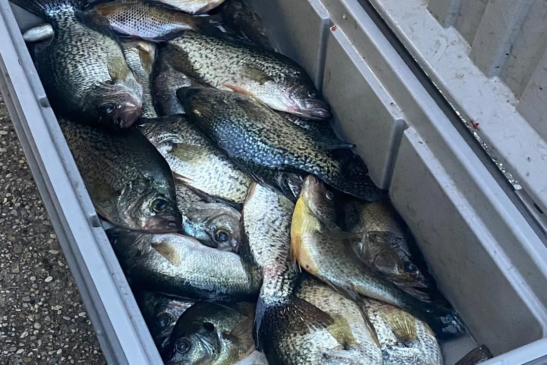 What is the best tasting freshwater fish to eat?, Diverse Flavors