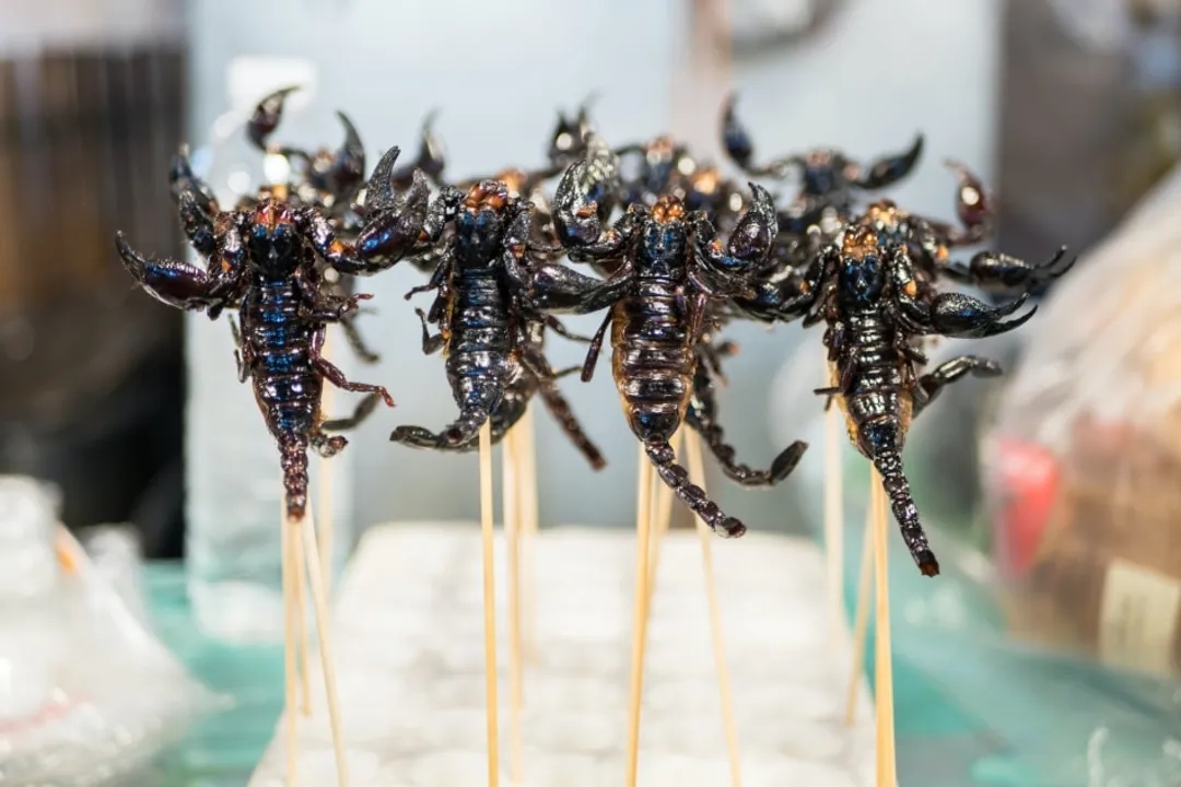 What is the tastiest bug?