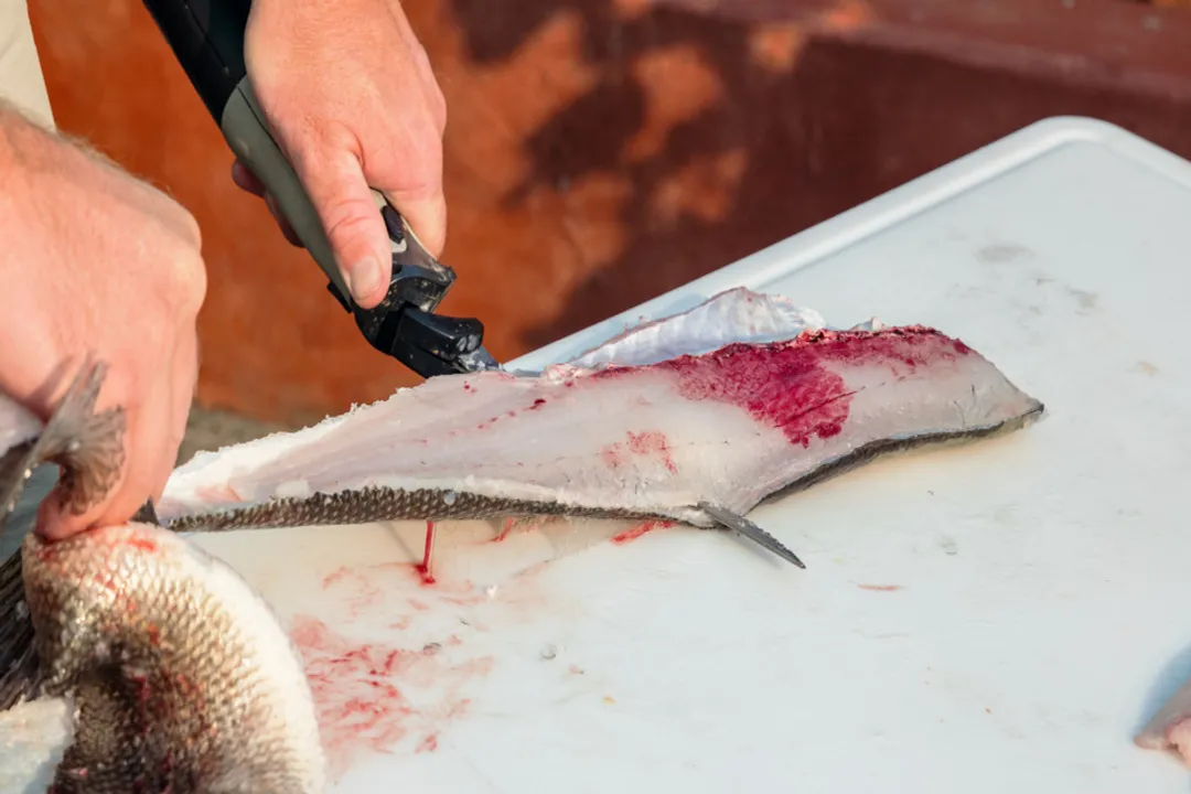 What type of bass can you eat?, Sea Bass Varieties