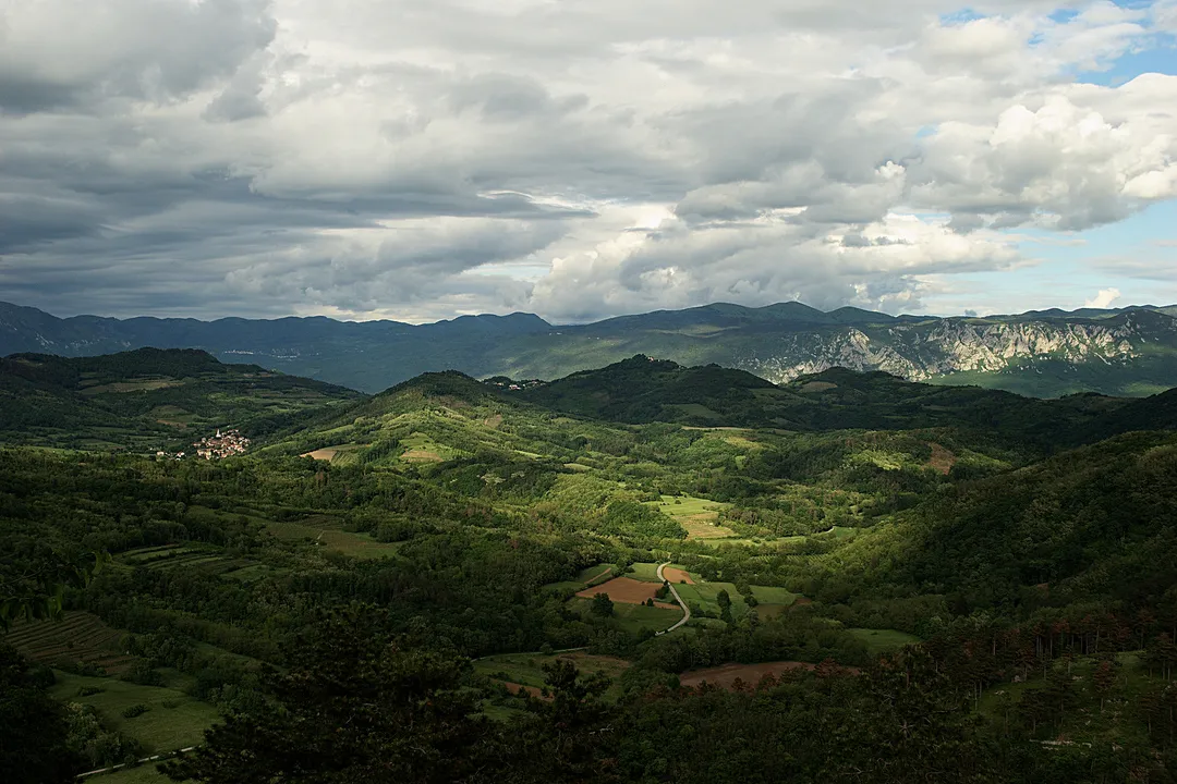 What type of wine is Friuli?, White Grapes
