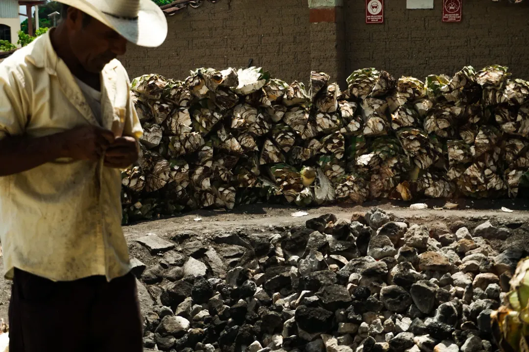 What worms do Mexicans eat?, Sourcing and Harvest