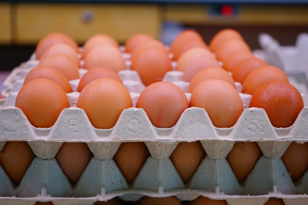 Which country has the best quality eggs?, Testing Quality