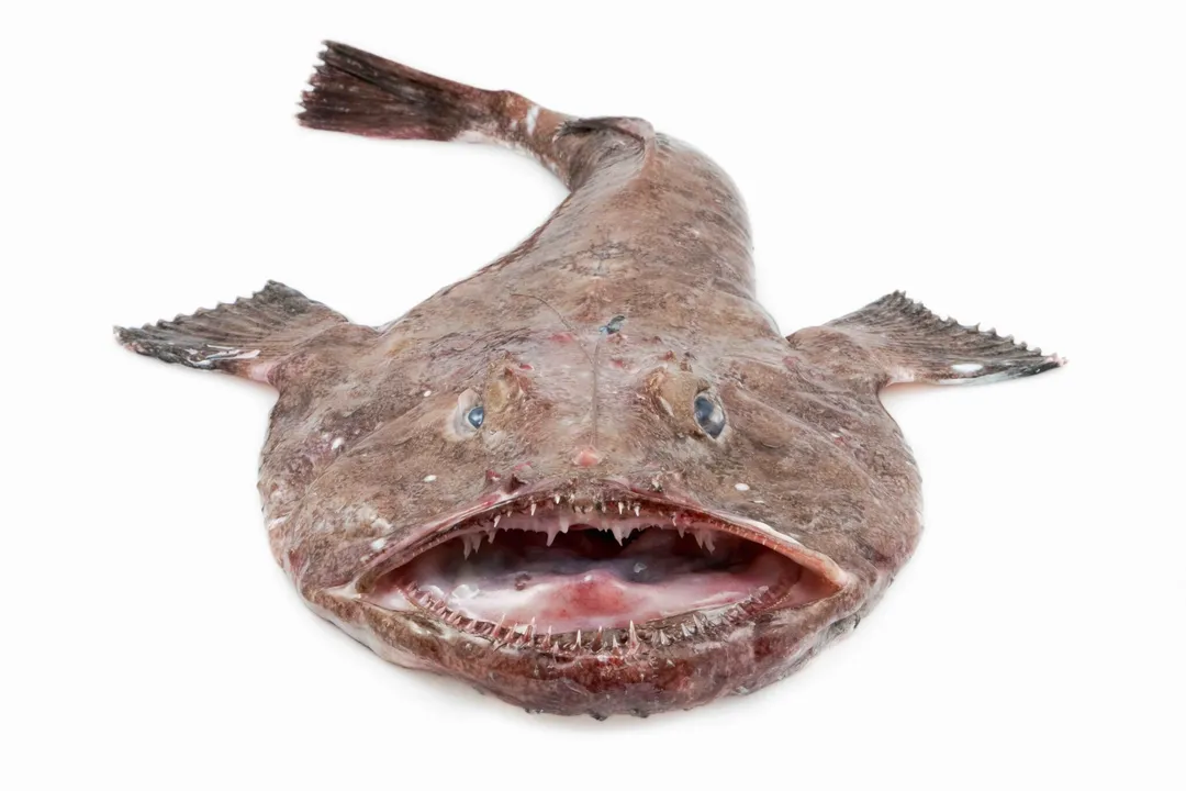 Which is better monkfish or wolffish?