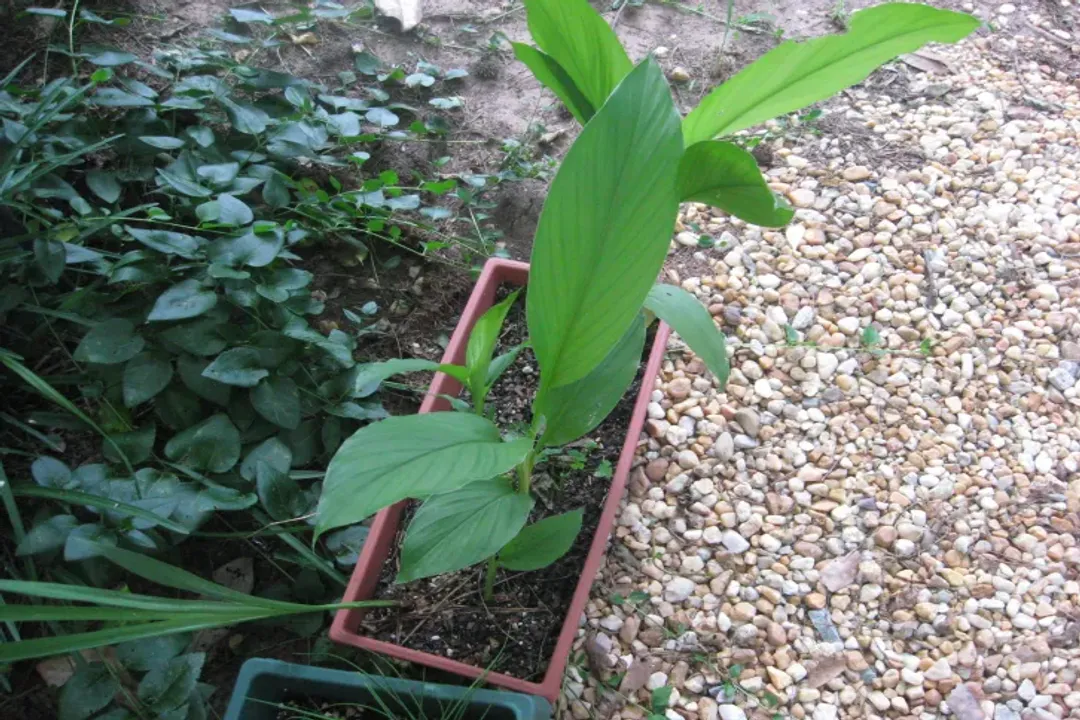 Which part of the ginger plant is used in cooking?, Leaf Use Cases