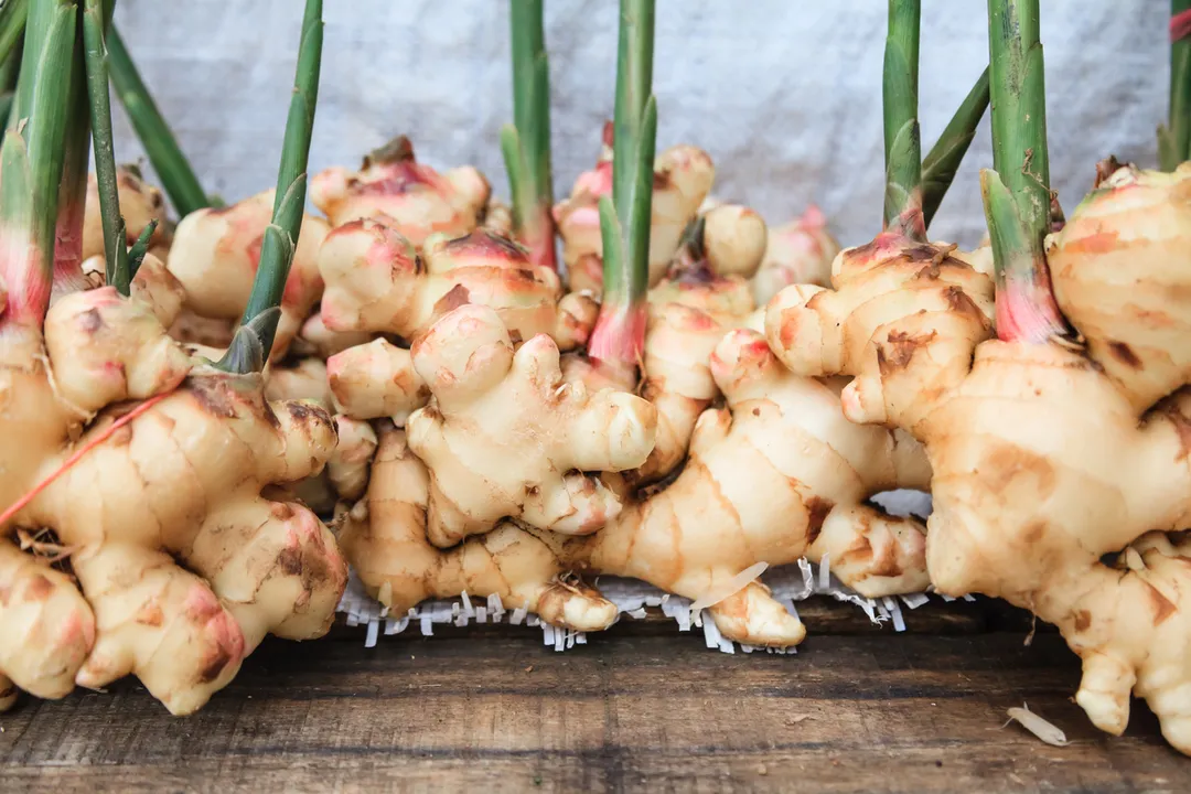 Which part of the ginger plant is used in cooking?