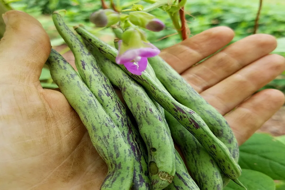 Which tastes better, bush beans or pole beans?, Structure and Space