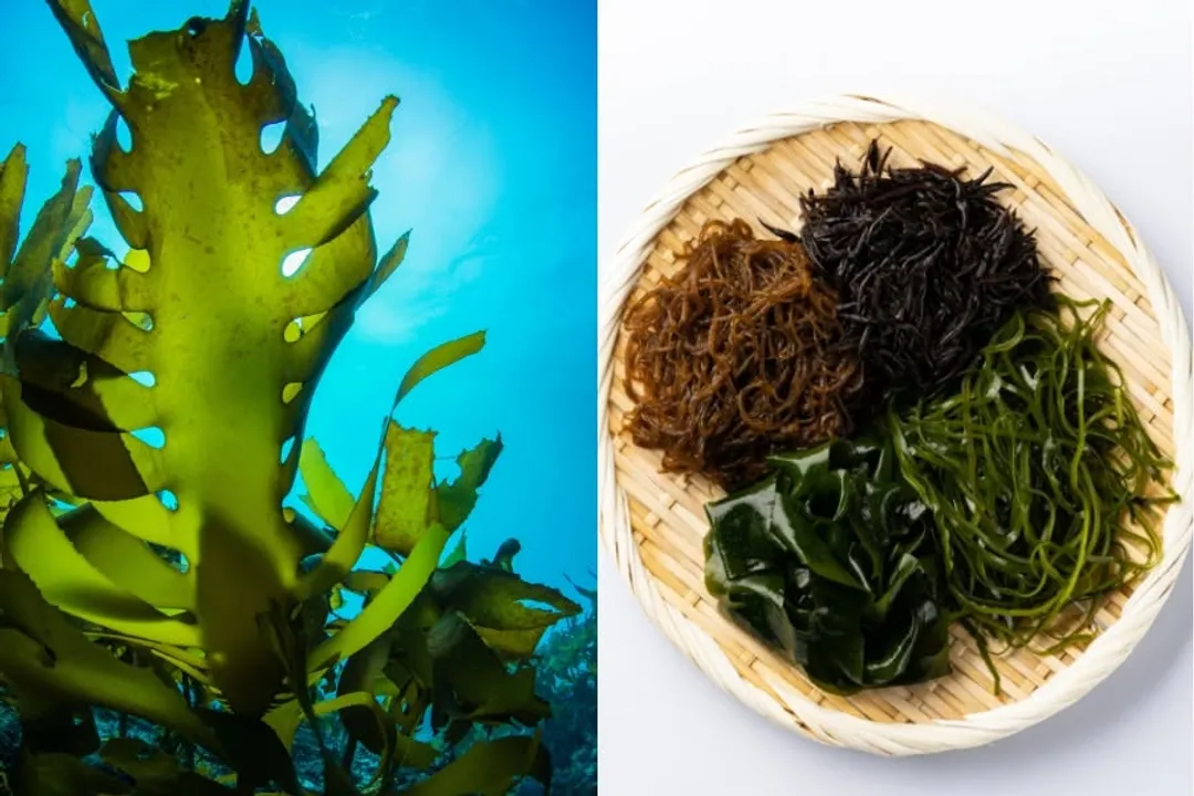 Why do Japanese people eat so much seaweed?
