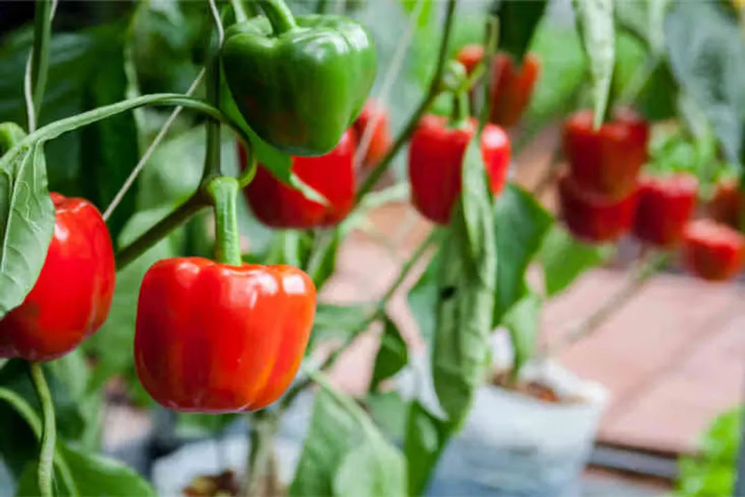 Why do people avoid nightshade foods?, Plant Family