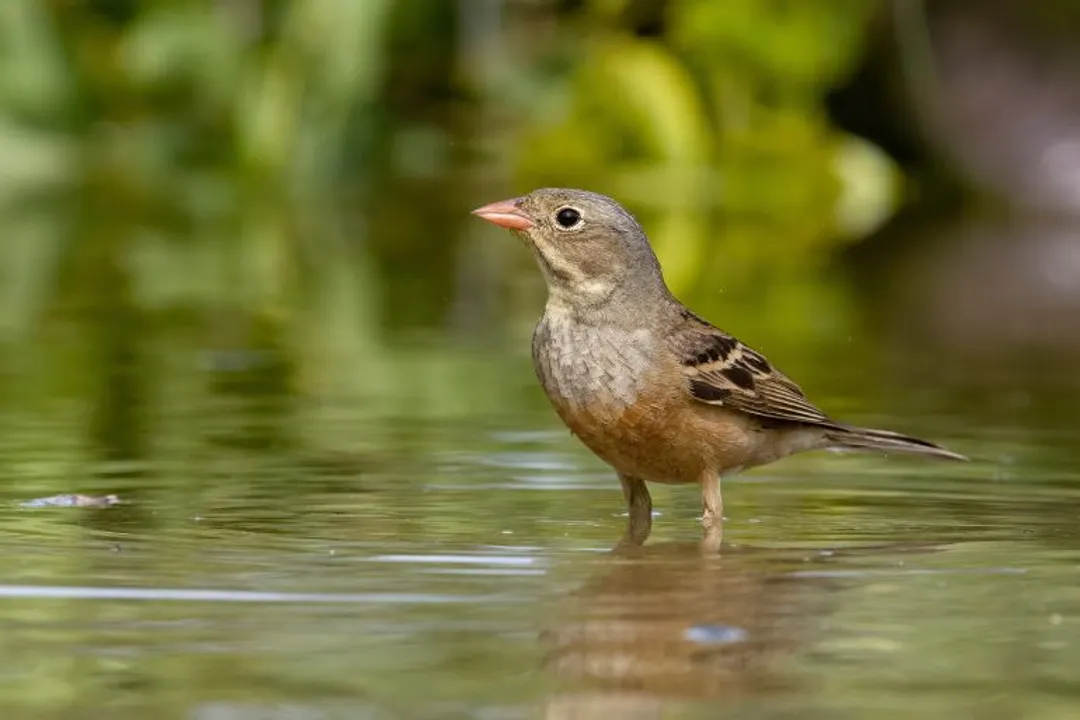 Why do people cover their heads when eating ortolan?, Covering Rationale