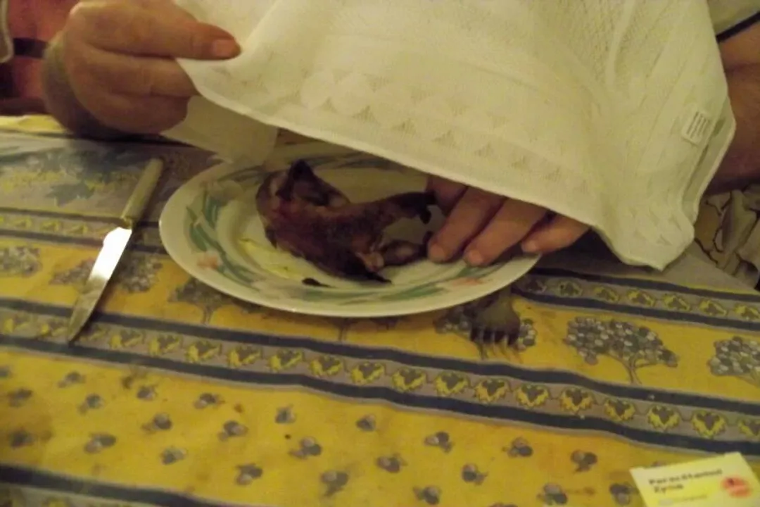 Why do people cover their heads when eating ortolan?, The Bird