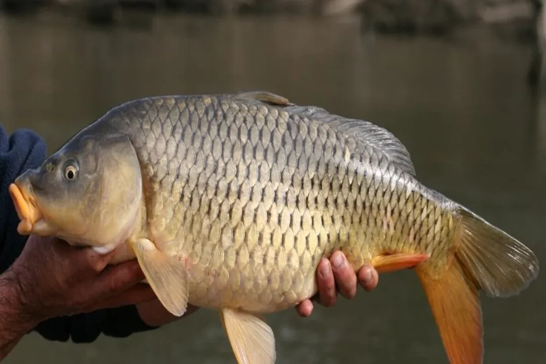 Why don't we eat carp fish?, Flavor Perception