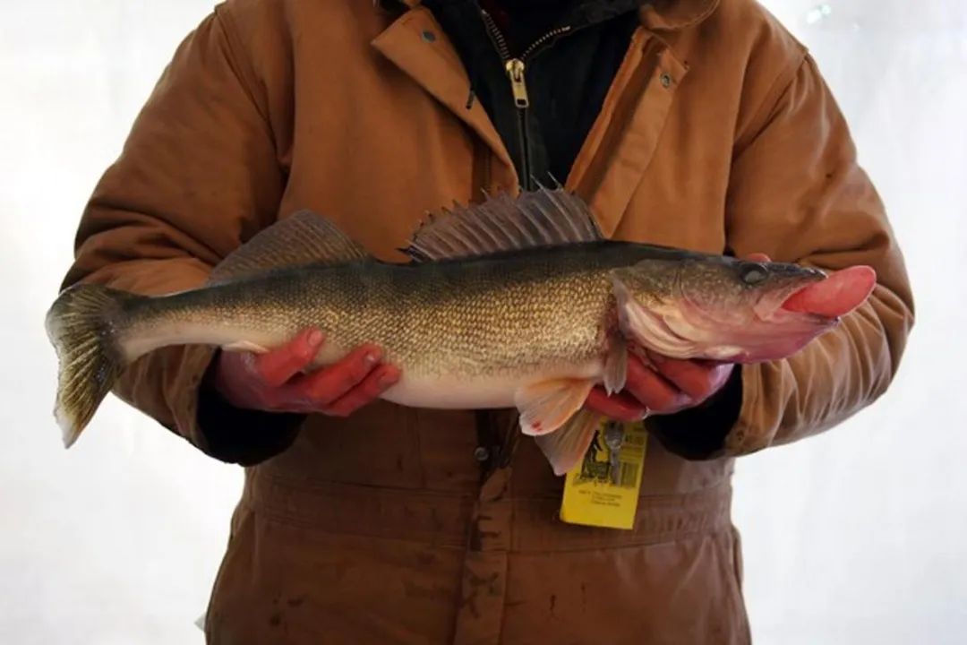 Where is a significant portion of commercially available walleye, especially that shipped across borders, typically sourced from?