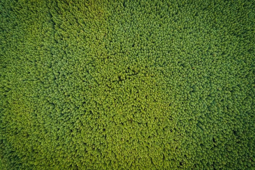 Are careers in green finance growing?, Necessary Competencies