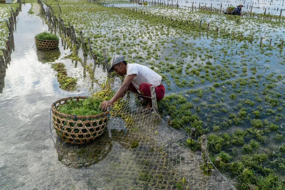 Are climate finance jobs growing?, Investment Flow