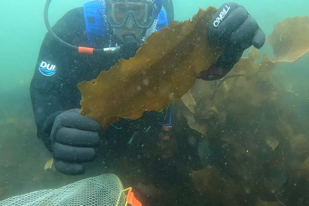 How do you work in marine tech startups?