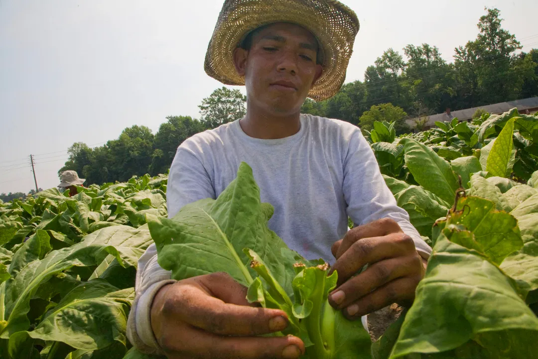 Is Agriculture a Physically Demanding Career?