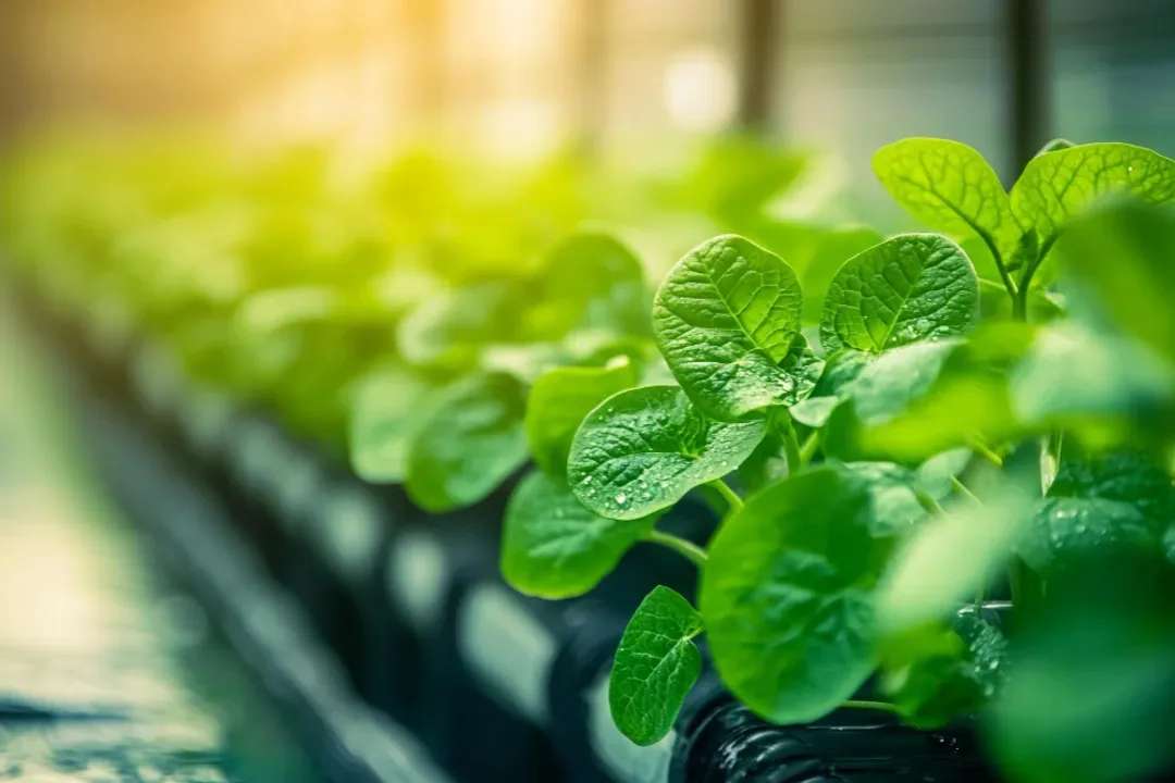 Is aquaponics a viable long-term career?, Market Scope