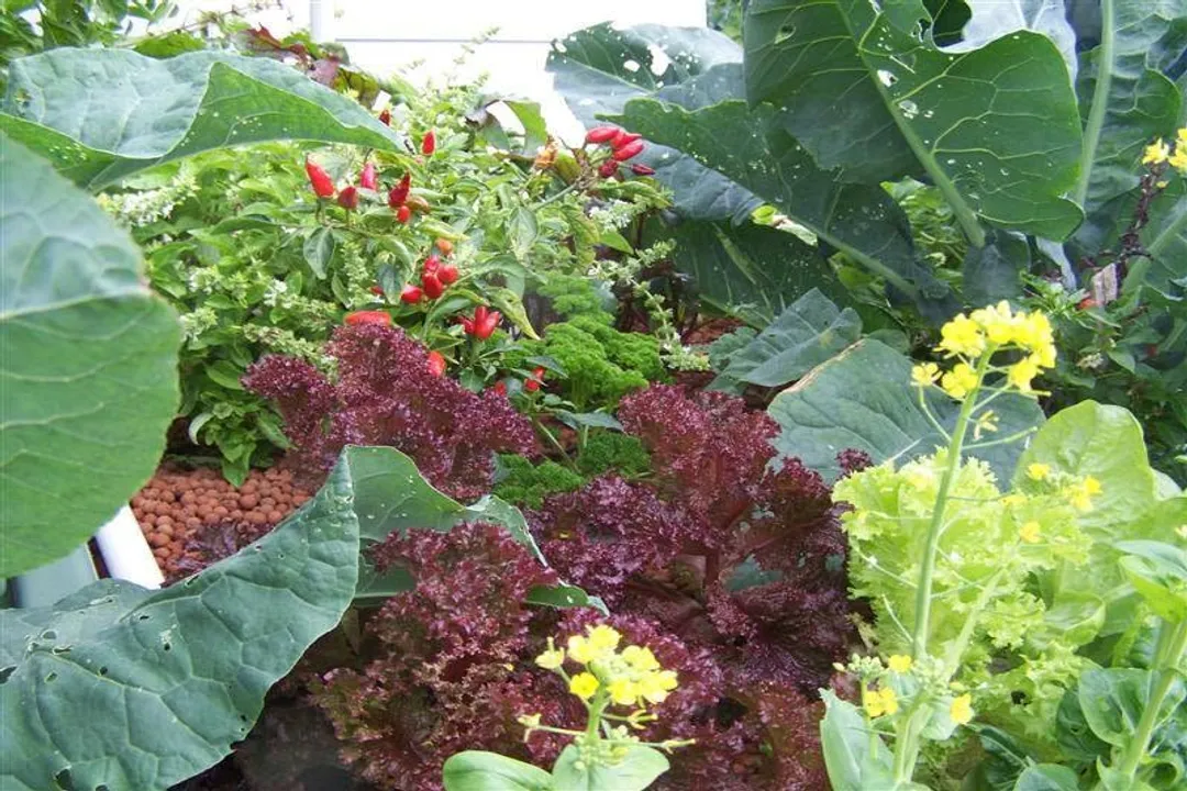 Is aquaponics a viable long-term career?