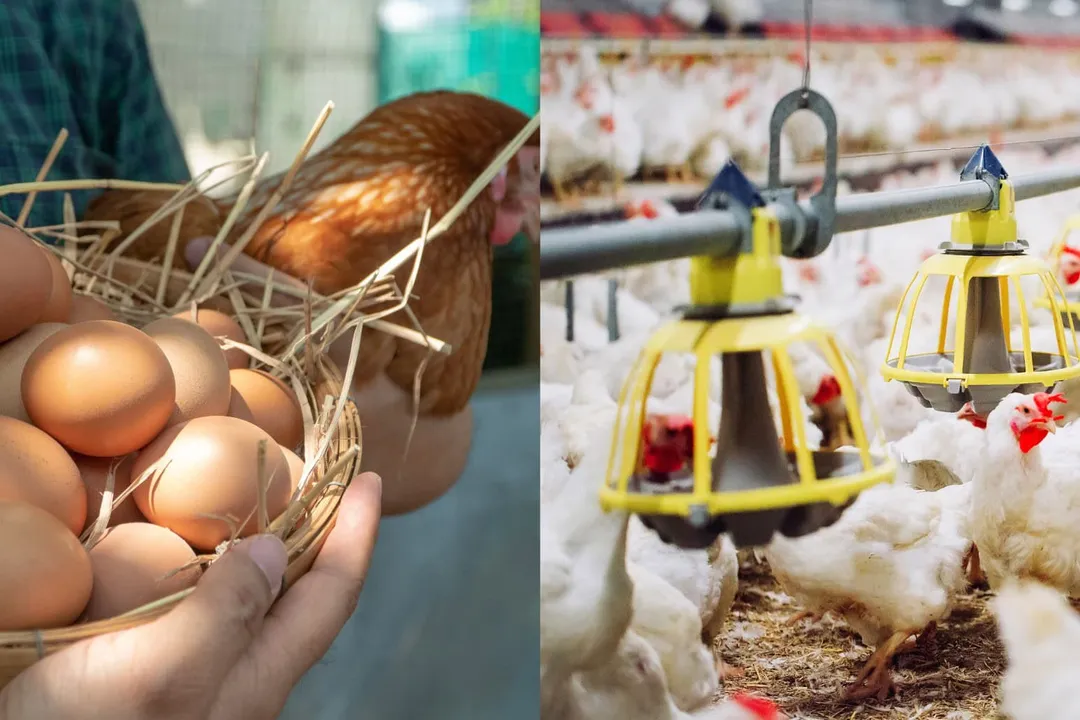 What Agriculture Careers Offer Stability?, Economic and Business Assurance