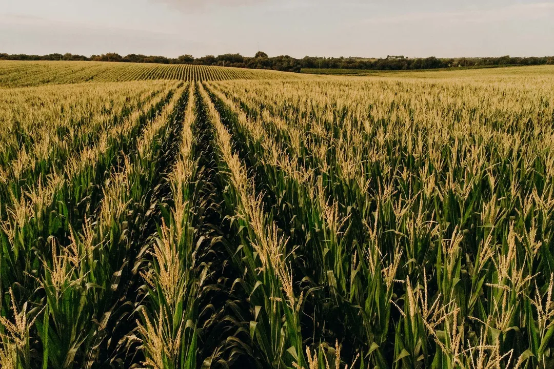 What Agriculture Jobs Are Best for Rural Areas?, Rural Support