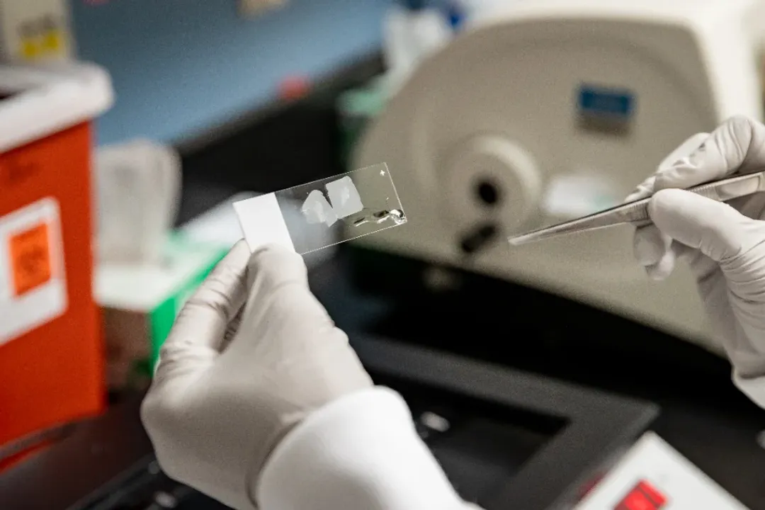 What careers exist in tissue engineering?, Foundational Skills and Educational Pathways