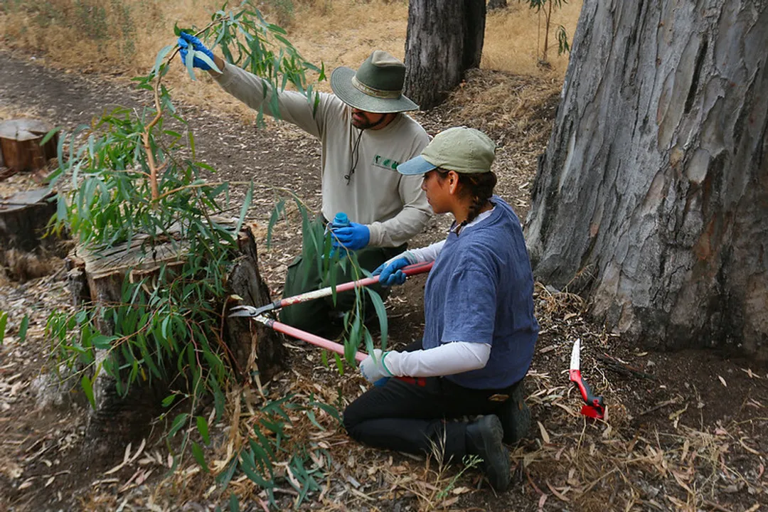What jobs exist in coral restoration technology?, Data Science