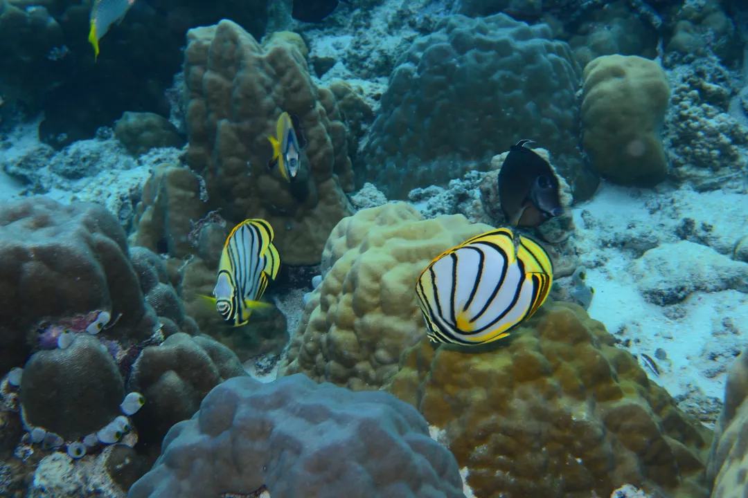 What roles exist in sustainable fisheries tech?