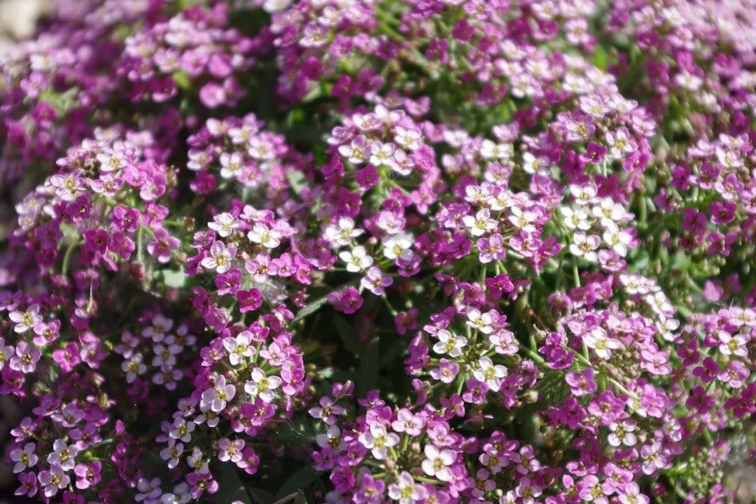 Can cats be around alyssum?, Safety Consensus