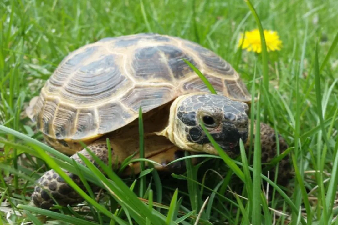 How often should I soak a Russian tortoise?, Age Factors