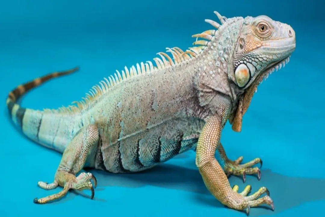 How to care for a blue iguana?, Climate Control