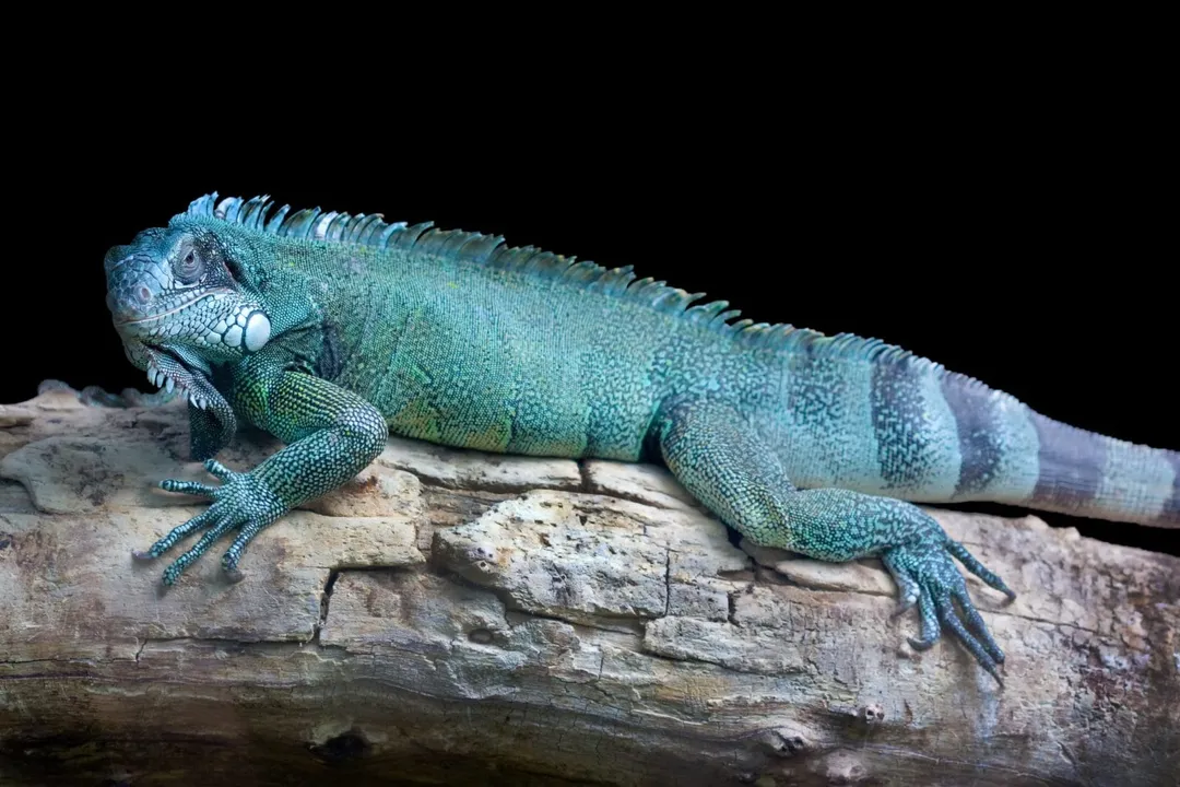How to care for a blue iguana?, Housing Size