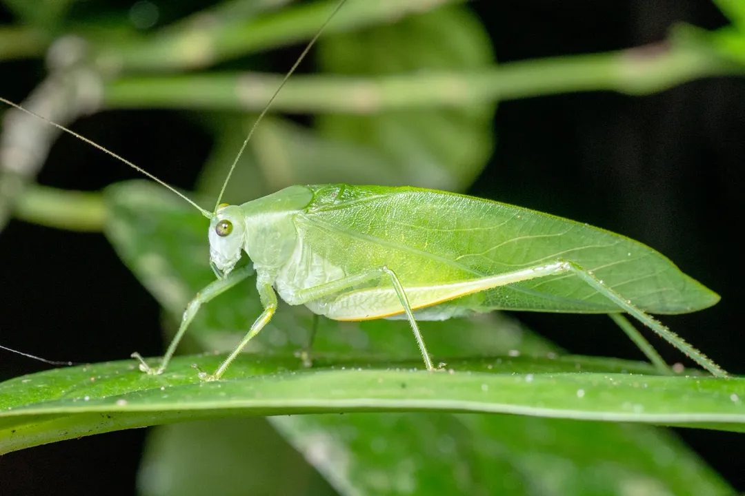 What is the cornerstone physical feature used to distinguish katydids from true grasshoppers?