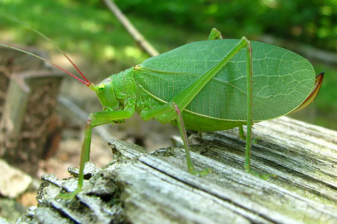 What classification is a katydid?, Kingdom Animalia