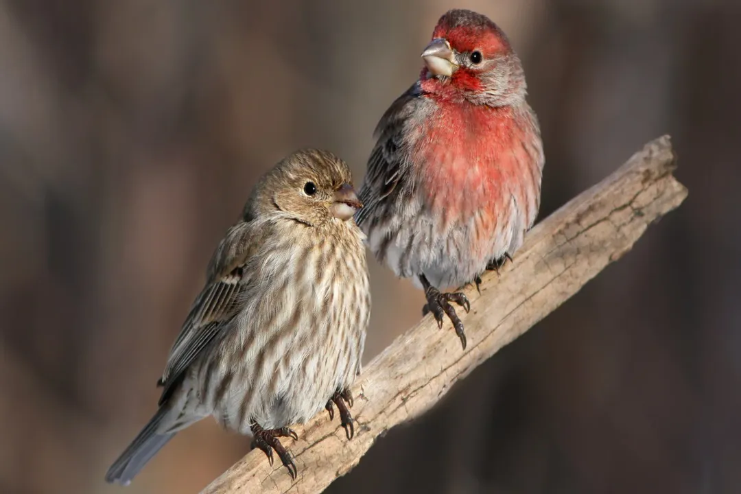 Are House Finches good to have around?