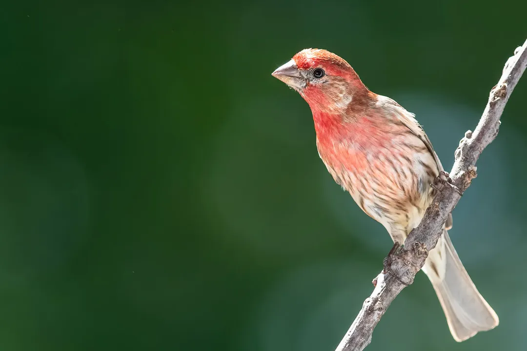 Are House Finches good to have around?, Appearance Basics